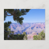 Grand Canyon - Vue à travers les pins - Carte post (Devant)