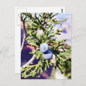 Grand Canyons Junipers Berry Berries Briefkaart (Voorkant / Achterkant)