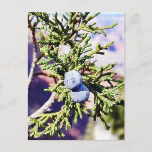 Grand Canyons Junipers Berry Berries Briefkaart (Voorkant)