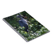 Grand Carnet de Héron Bleu (Côté Droit)