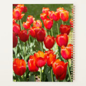 Grand champ de tulipes rouges (Dos)