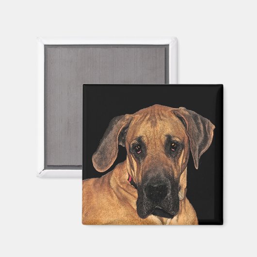 Grand chien Dane Magnets (Recto/Verso)