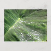 Grand congé vert avec carte postale d'eau (Devant)