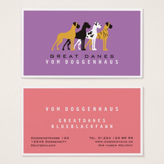 Grand Danois pur (Devant & derrière)