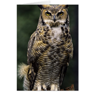 Grand-duc d'Amérique (Bubo virginianus), corps ent