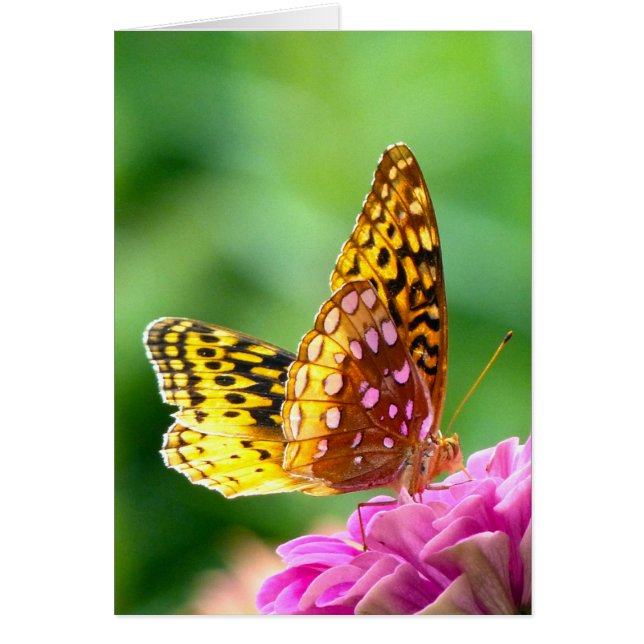 Grand Fritillaire (Devant)
