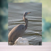 Grand Héron bleu au bord de l'eau (Neutre)