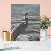 Grand Héron bleu au bord de l'eau (Mariage)