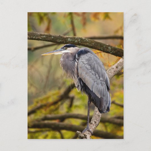 Grand Héron Bleu avec Carte postale Couleurs Autom (Devant)