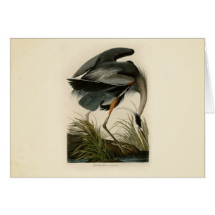 Grand Héron bleu d'Audubon Marais Oiseau