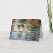Grand Héron Bleu Oiseau Carte Vierge pour Toutes