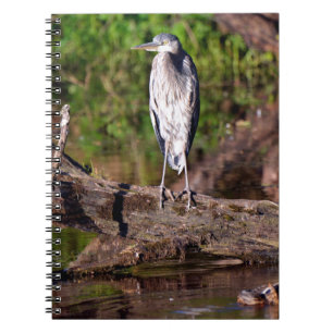 Grand Héron Bleu sur le journal du Carnet photo