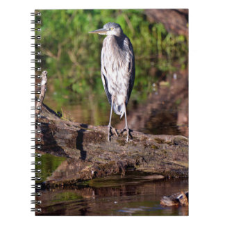 Grand Héron Bleu sur le journal du Carnet photo