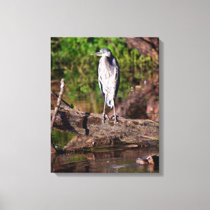 Grand Héron bleu sur une photo de toile enroulée 1