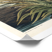 Grand héros bleu par Audubon Poster (Coin)