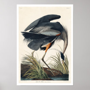 Grand héros bleu par Audubon Poster
