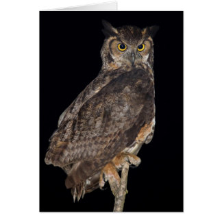 Grand hibou à cornes