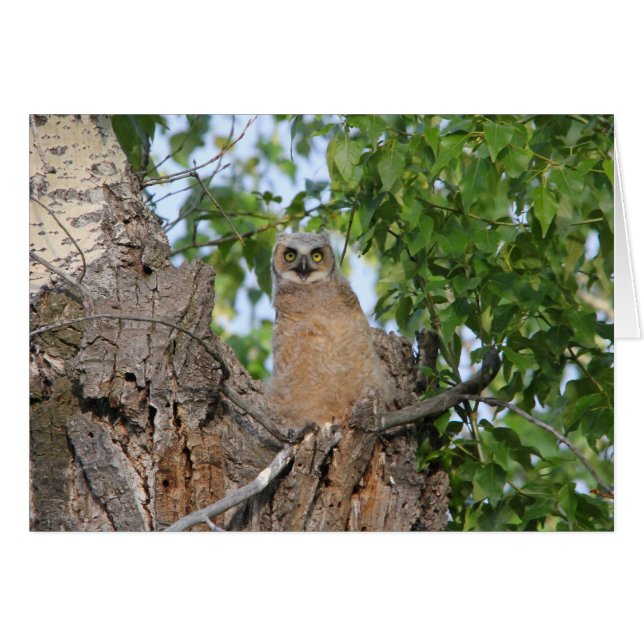 Grand hibou à cornes de débutant (Devant horizontal)