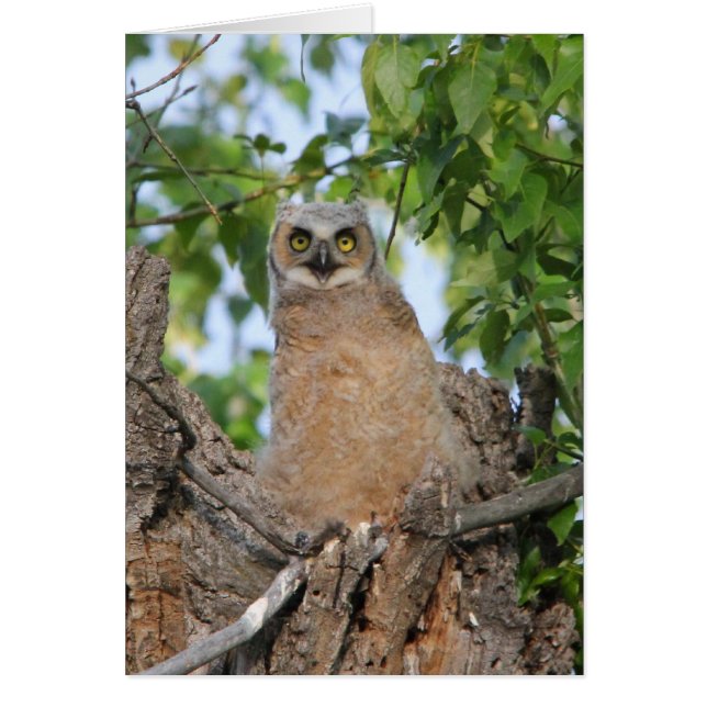 Grand hibou à cornes de débutant (Devant)