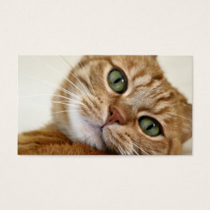 Grand Kitty orange