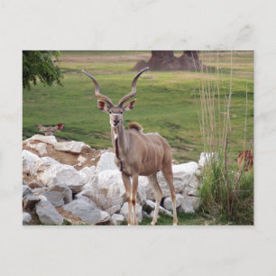 Grand-kudu-6 Briefkaart