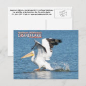 Grand Lake Oklahoma carte postale pélican 16v1 (Devant / Derrière)