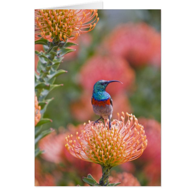 Grand oiseau-soleil à col double (Devant)