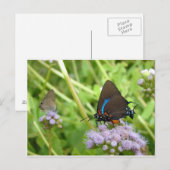 Grand papillon pourpre Hairstreak Carte postale (Devant / Derrière)