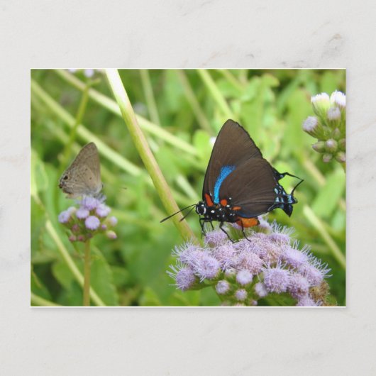 Grand papillon pourpre Hairstreak Carte postale (Devant)