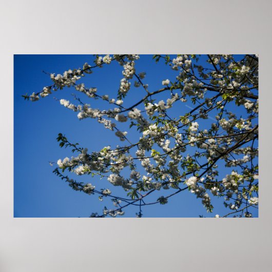 Grand poster - Branches de cerisier sauvage (Devant)