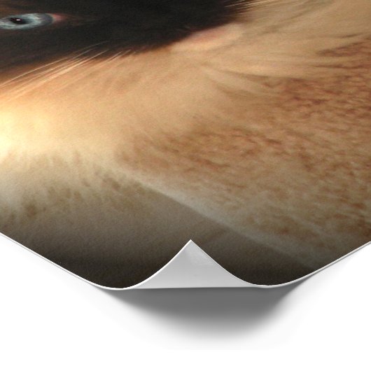 Grand Poster géant Ragdoll Chat (Coin)