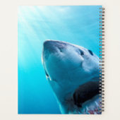 Grand requin blanc | Afrique du Sud (Dos)
