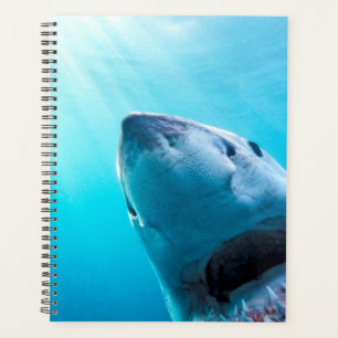 Grand requin blanc Afrique du Sud