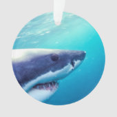 Grand requin blanc | Afrique du Sud (devant)