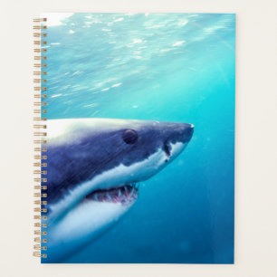 Grand requin blanc Afrique du Sud