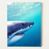 Grand requin blanc | Afrique du Sud (Dos)