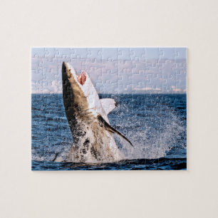 Grand requin blanc, Puzzle