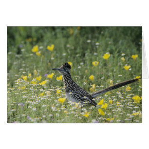 Grand Roadrunner, Geococcyx californianus,