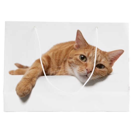 Grand Sac Cadeau Chat Orange Posé En Bas (Dos)