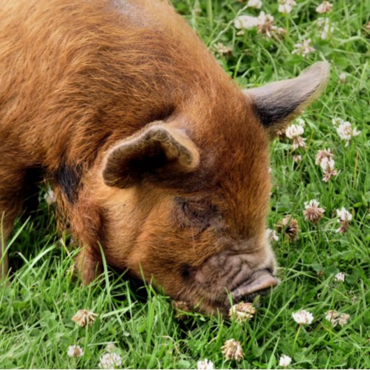 GRAND SAC CADEAU COUPER