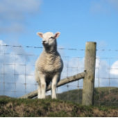 GRAND SAC CADEAU MOQUETTE