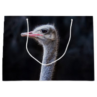portrait d'autruche