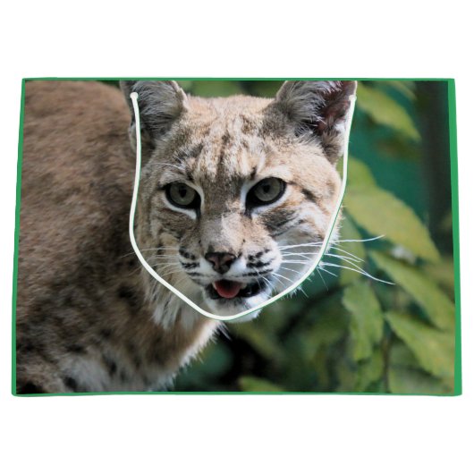 Grand Sac Cadeau Robert J. Bobcat (Devant)