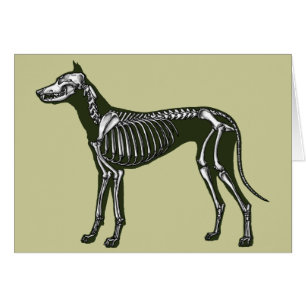 Grand squelette Dane