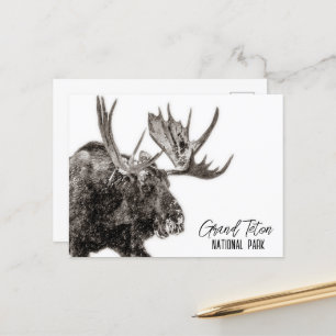 Grand Teton National Park Moose Briefkaart