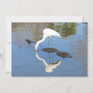 Grand tour d'aigrette sur Alligator - Carte plate