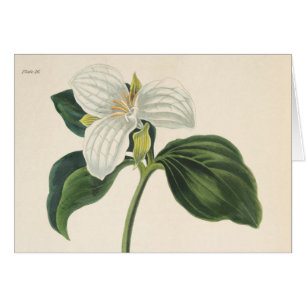 Grand Trillium fleuri