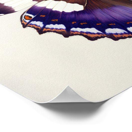 Grand violet Empereur Papillon Art Imprimer Poster (Coin)