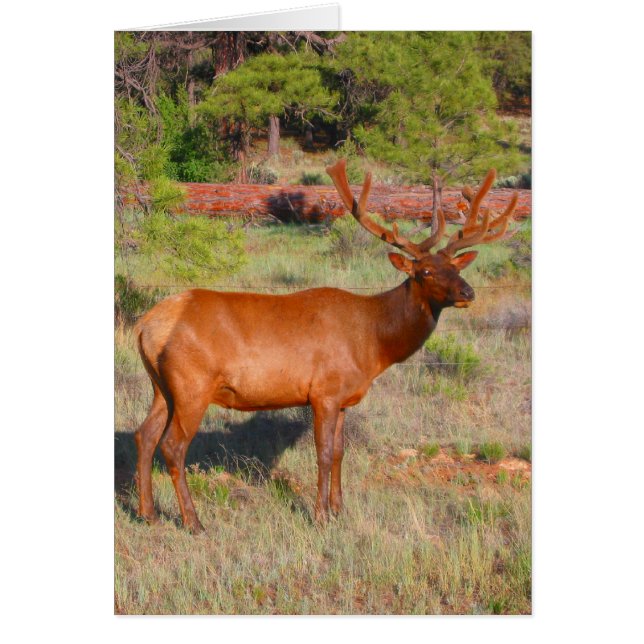 grand wapiti (Devant)