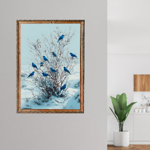 Grandala's vogels verzamelen zich in de winter poster